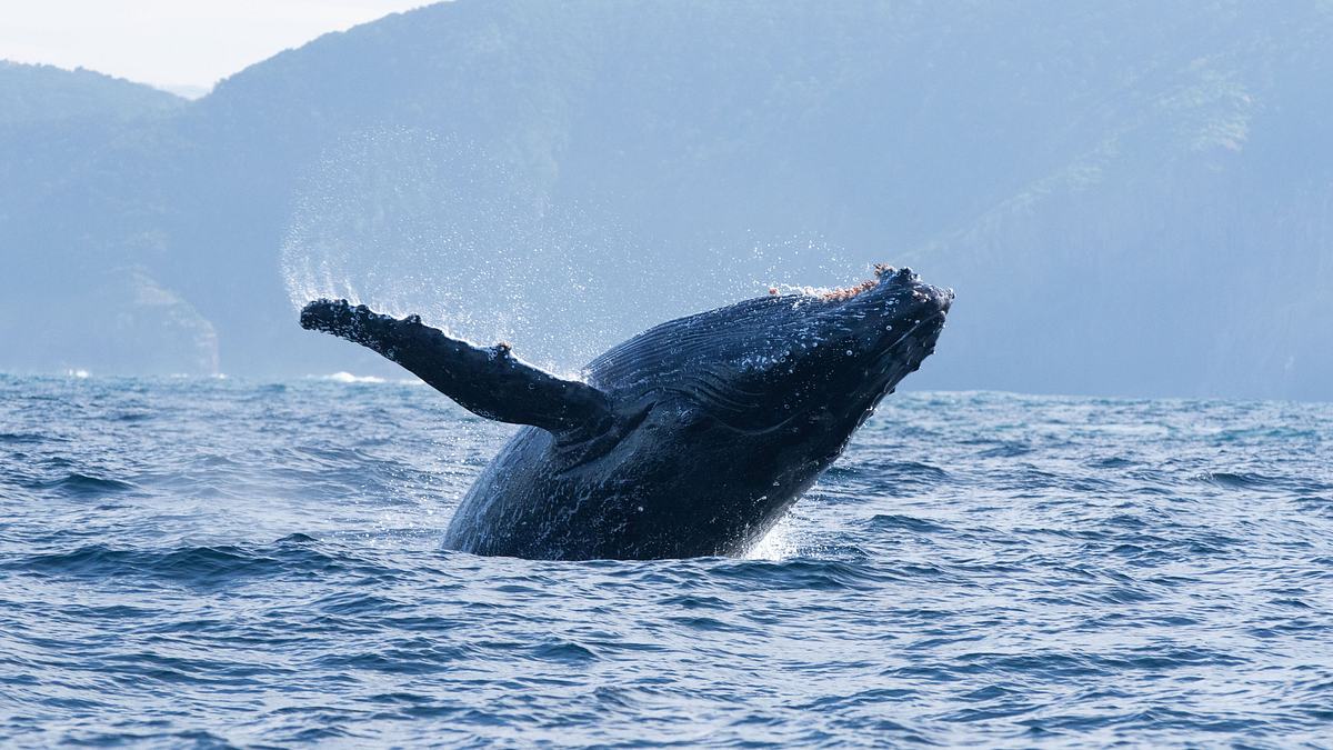 ozean mit david attenborough
