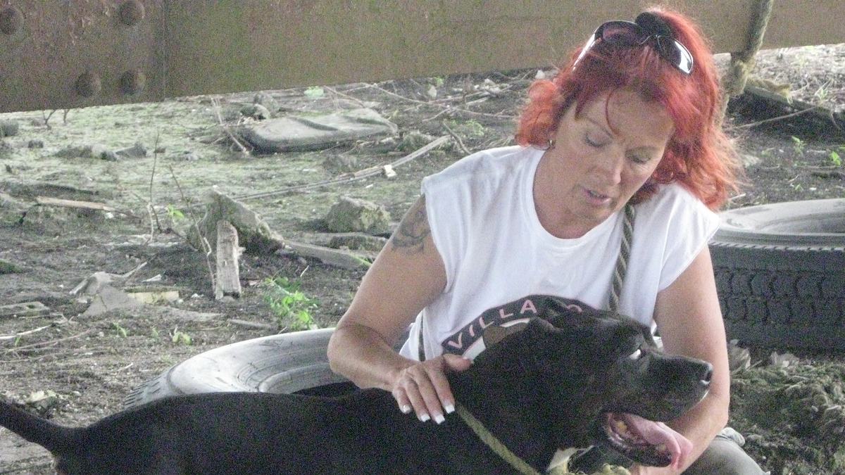 pitbulls auf bewährung
