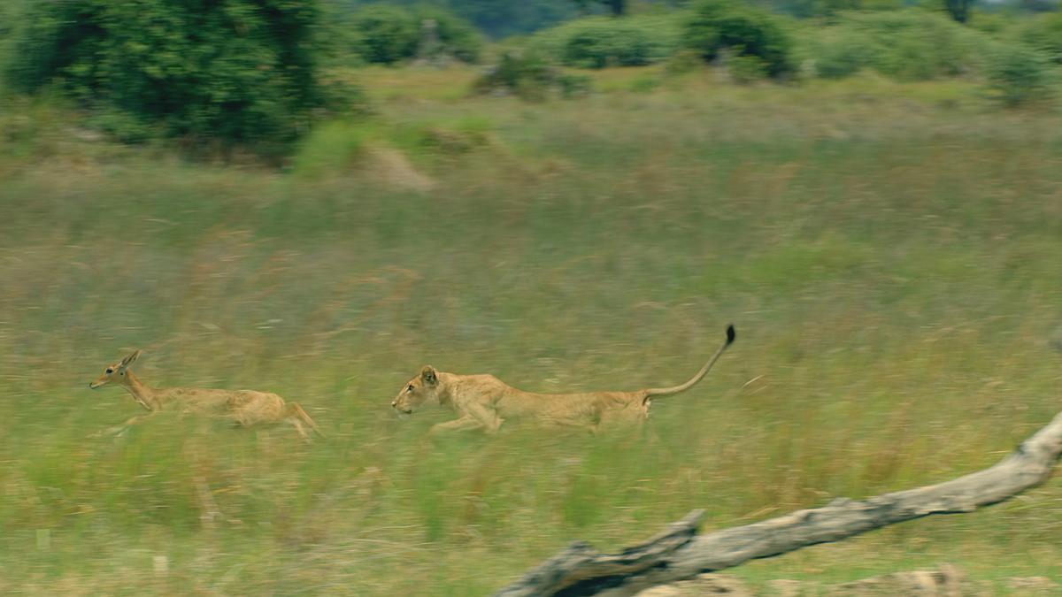 savage kingdom