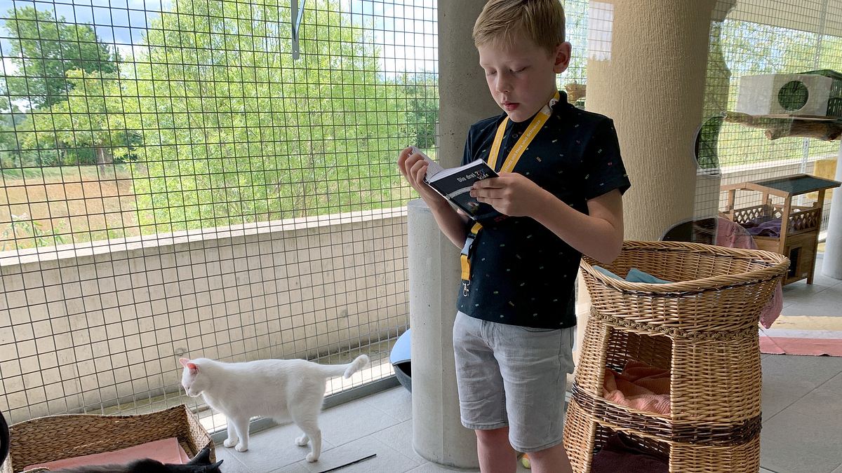 das geheime wesen der katzen
