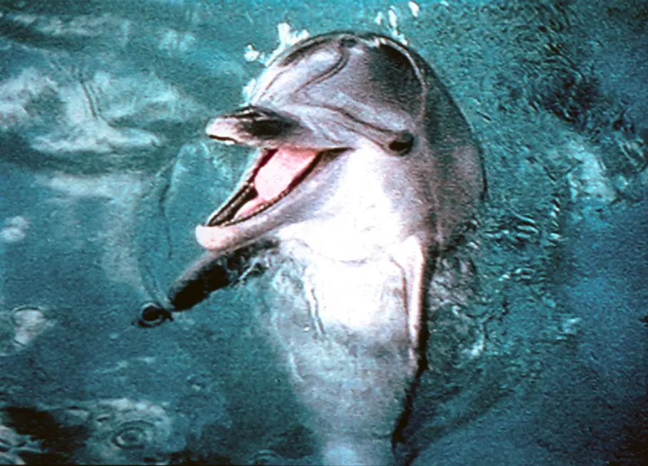 Flippers neue Abenteuer flippers neue abenteuer