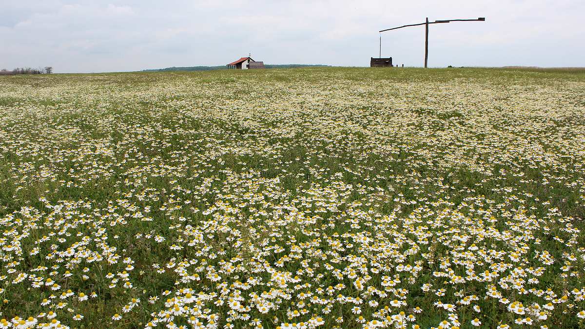 ungarns wilde pferde - in den weiten der puszta