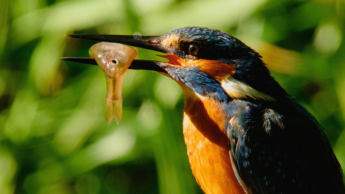 magische momente der natur
