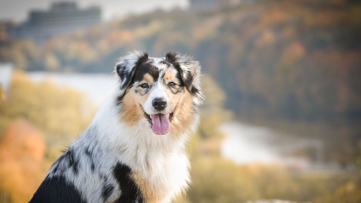 die superkräfte der tiere