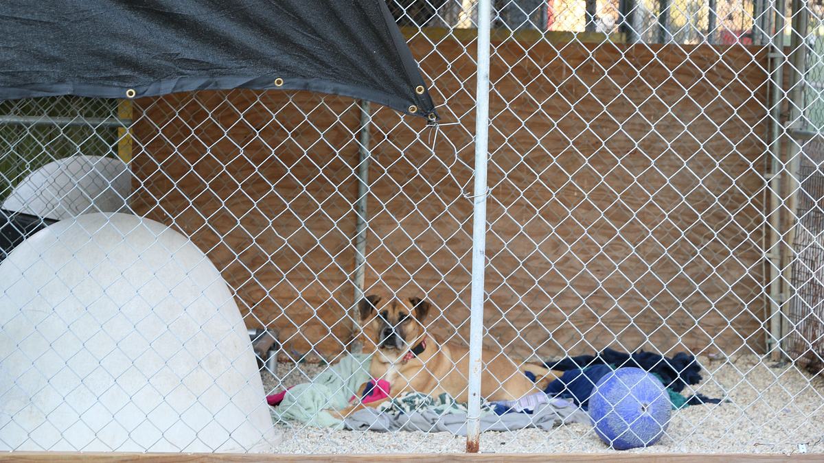 pitbulls auf bewährung