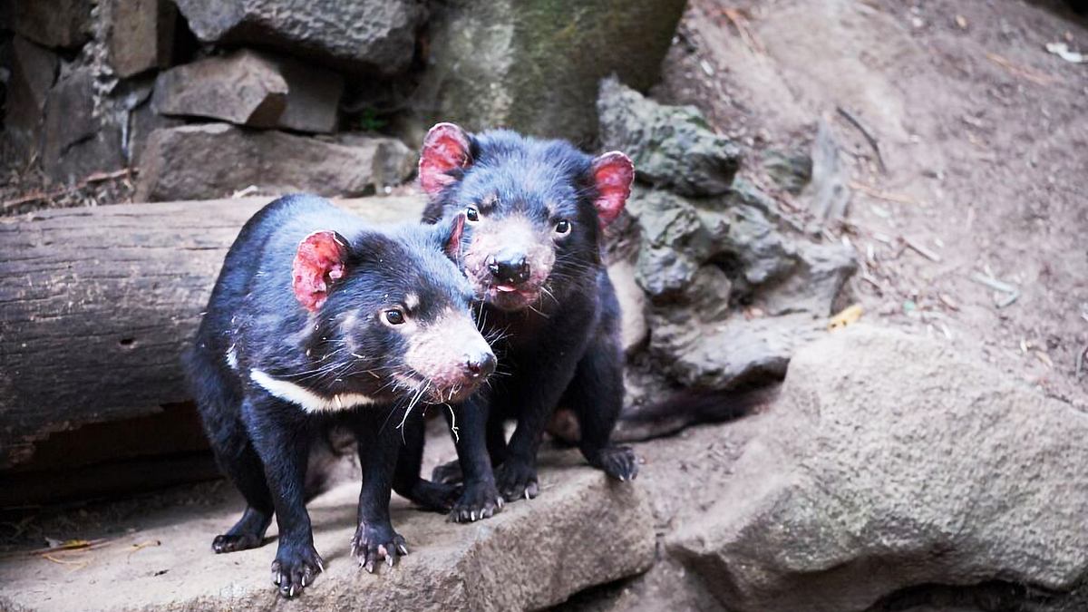 wildlife diaries australien