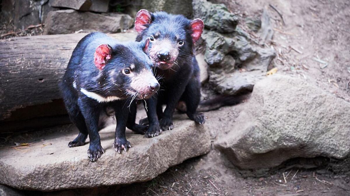 wildlife diaries australien