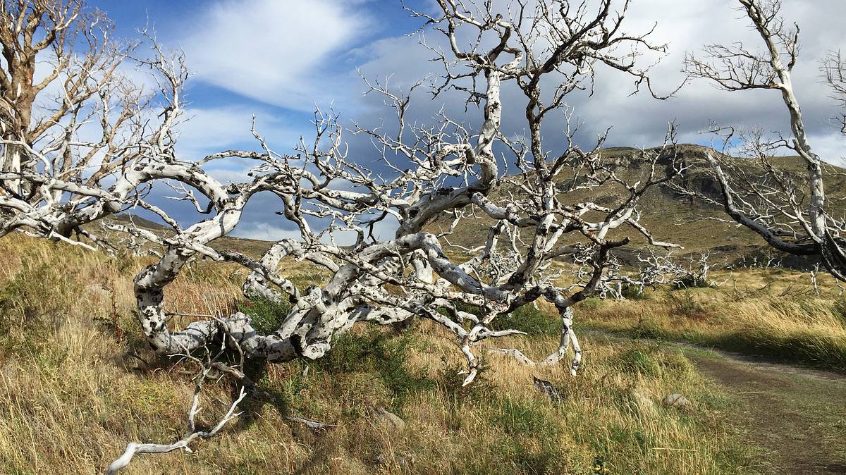 wildes patagonien - eine reise zum südlichsten ende der welt