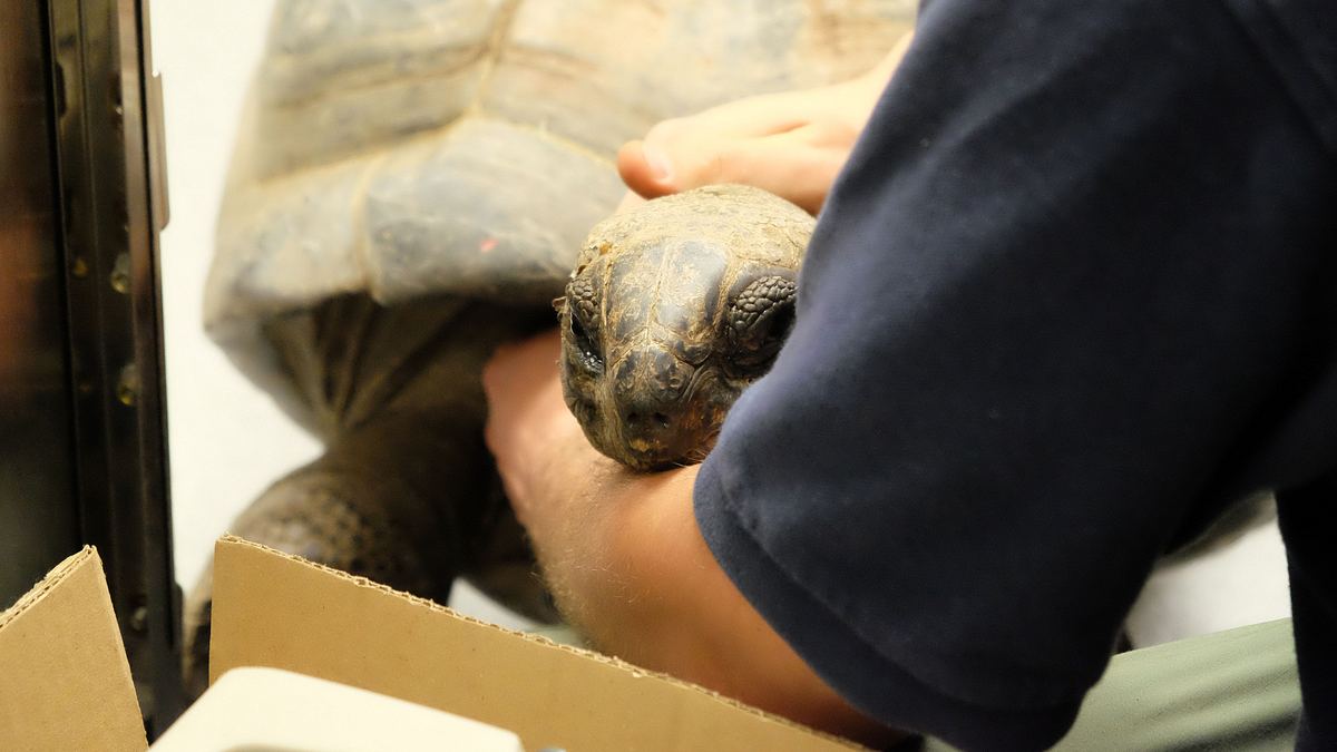 bronx zoo - tierpark der superlative