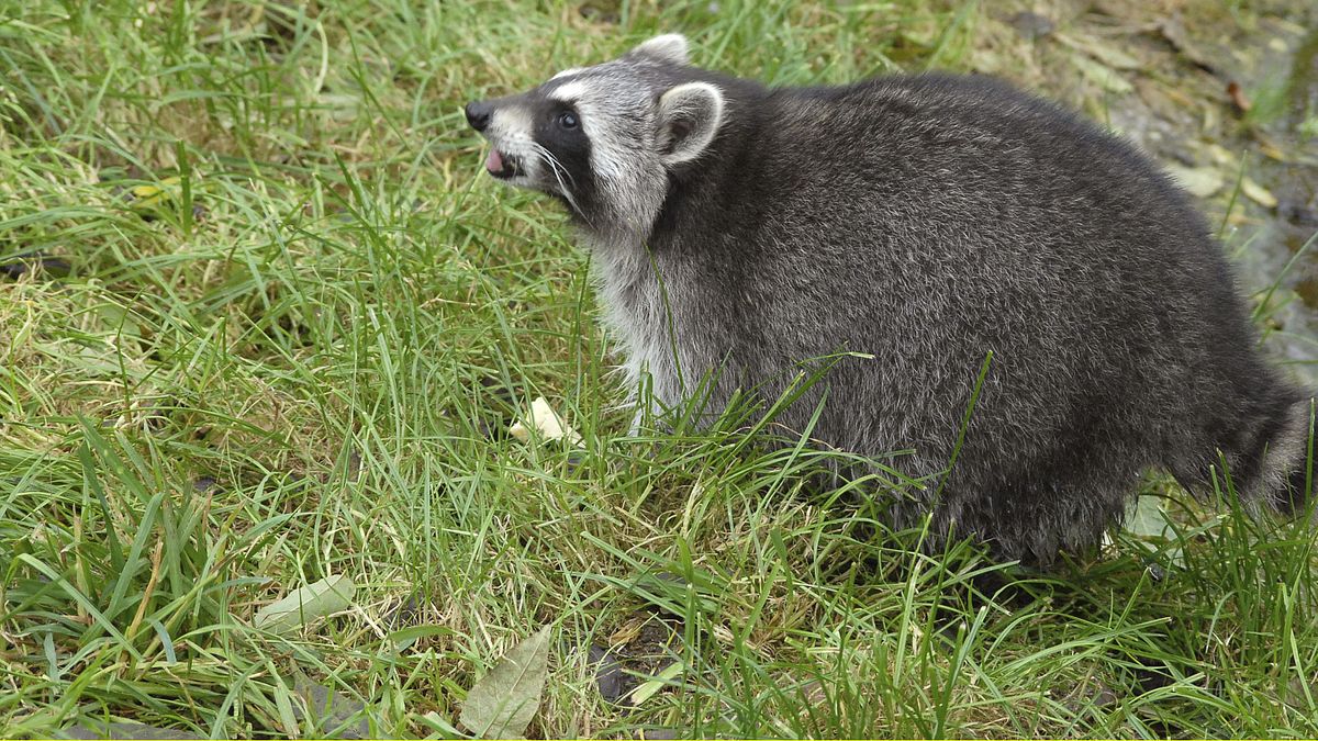 tierärztin dr. mertens