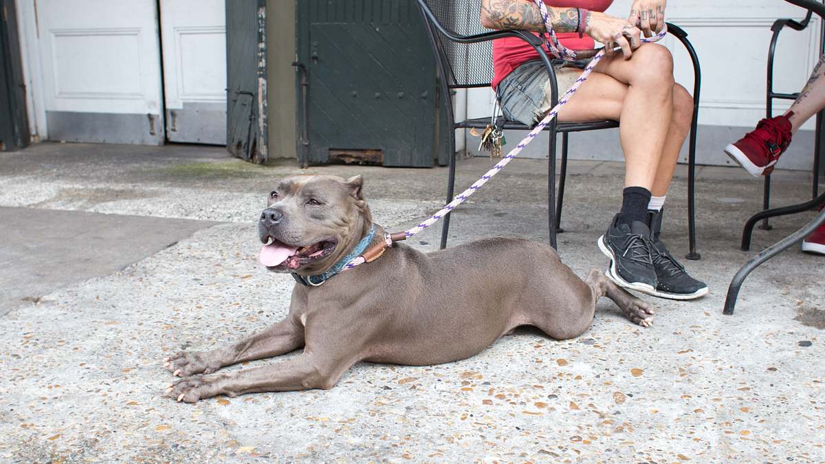 Pitbulls auf Bewährung pitbulls auf bewährung