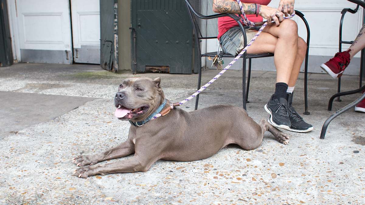 pitbulls auf bewährung