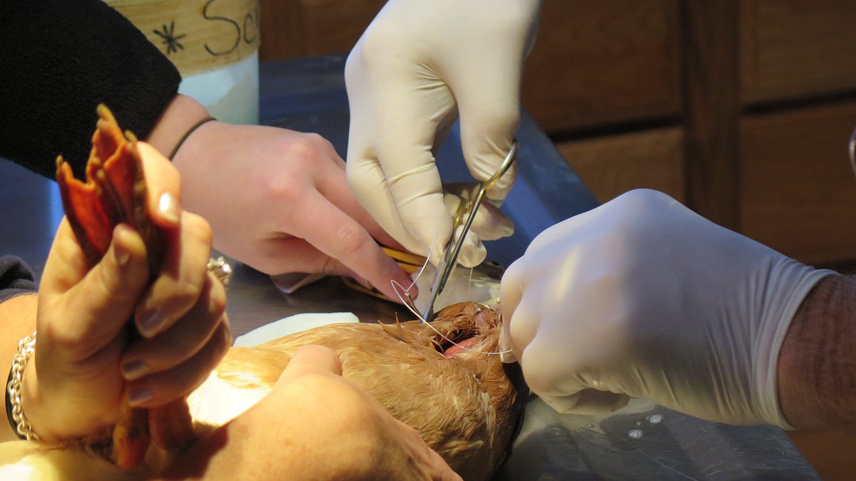 der unglaubliche dr. pol