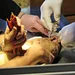 Der unglaubliche Dr. Pol Thumbnail