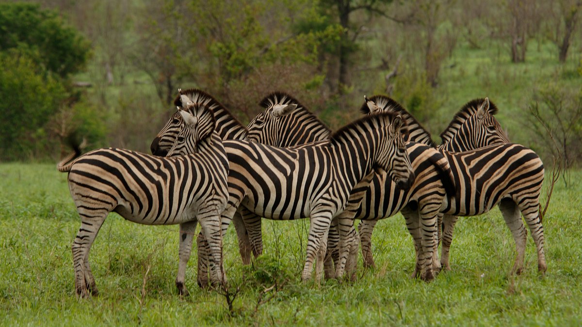 afrikas tödlichste jäger