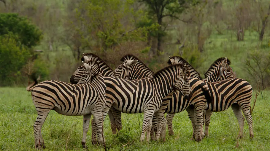 Afrikas tödlichste Jäger afrikas tödlichste jäger