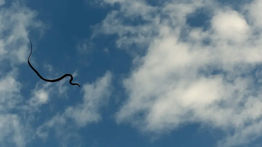 tierische überflieger