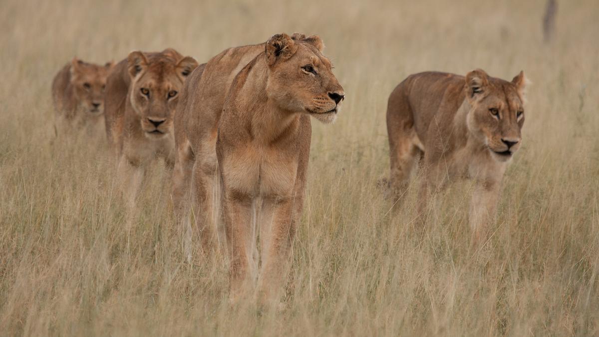 löwinnen: jagd ums überleben