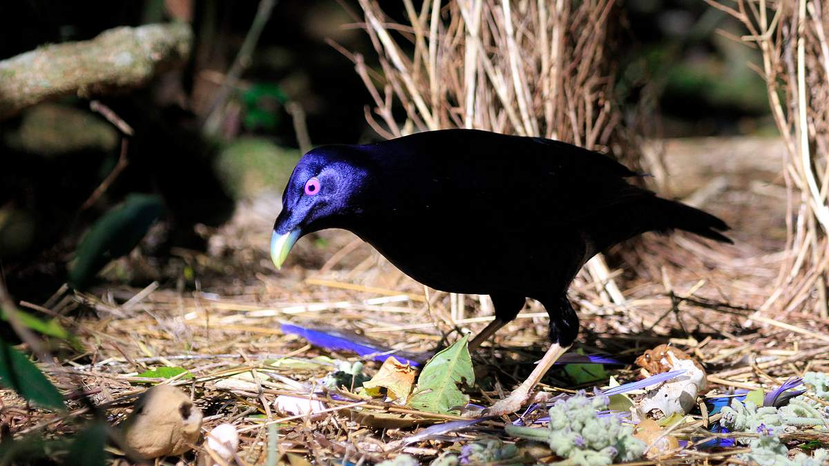 abenteuer wildnis