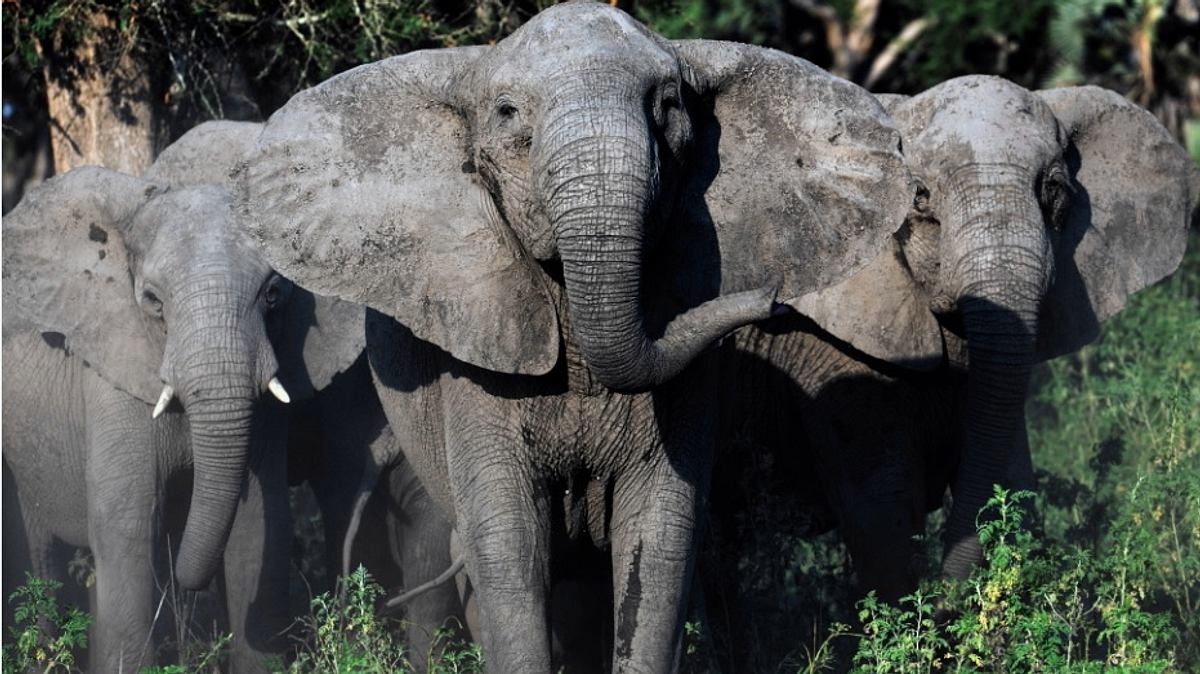 gorongosa: ein paradies kehrt zurück