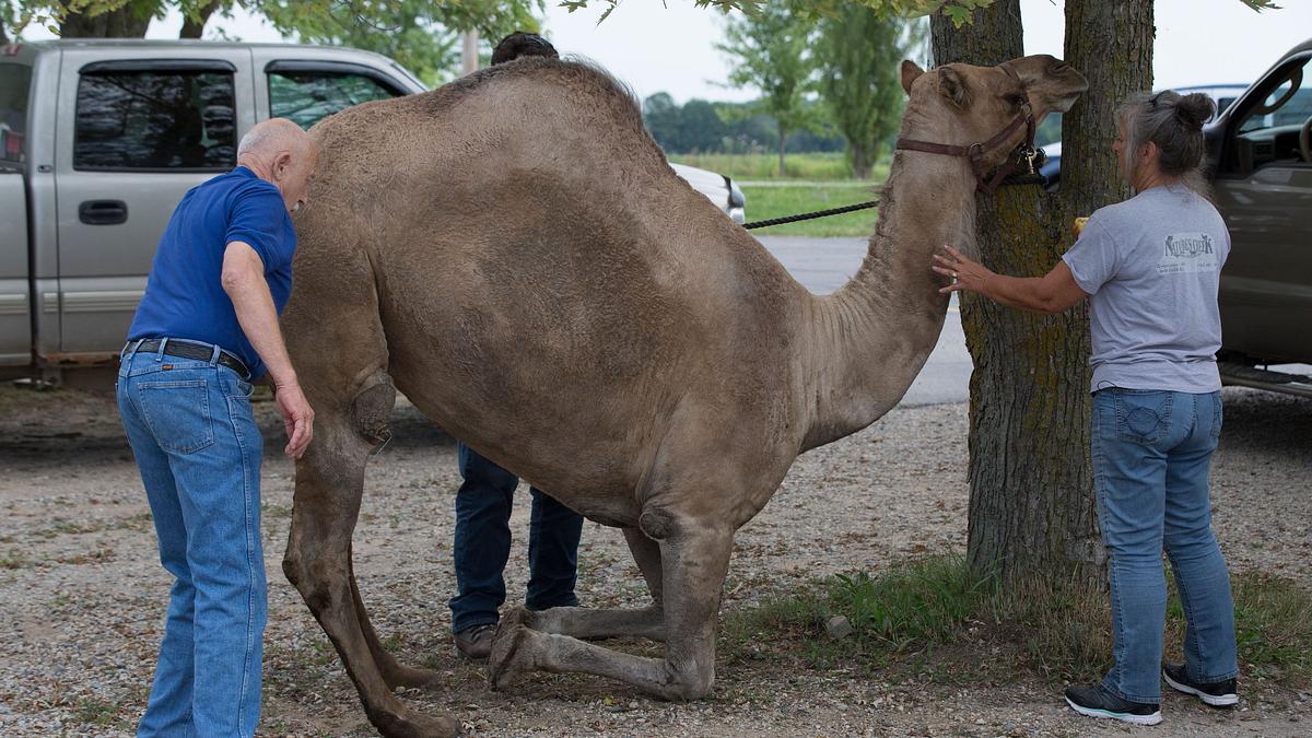 der unglaubliche dr. pol