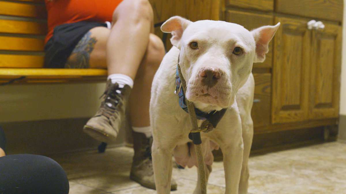 pitbulls auf bewährung