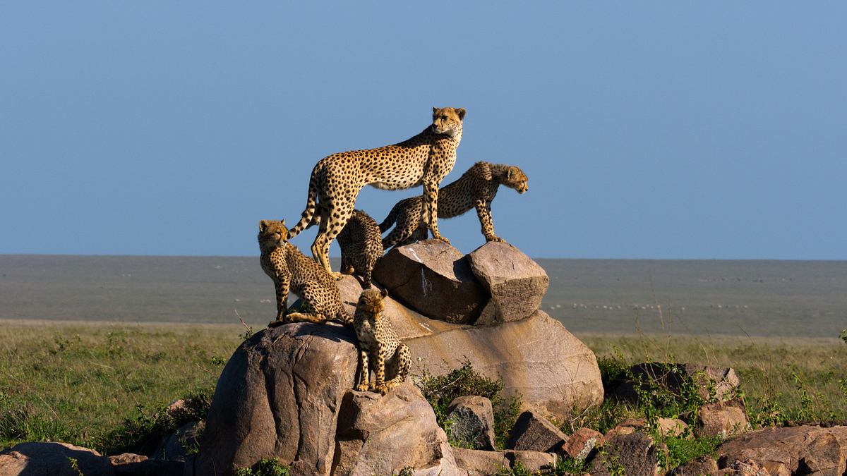afrikas ikonen der tierwelt