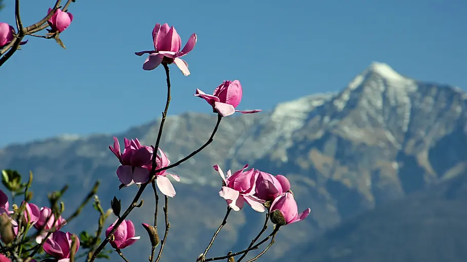 Wunderwelt Schweiz wunderwelt schweiz