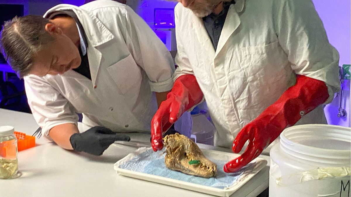 rückkehr der mammuts? die wiederbelebung ausgestorbener arten