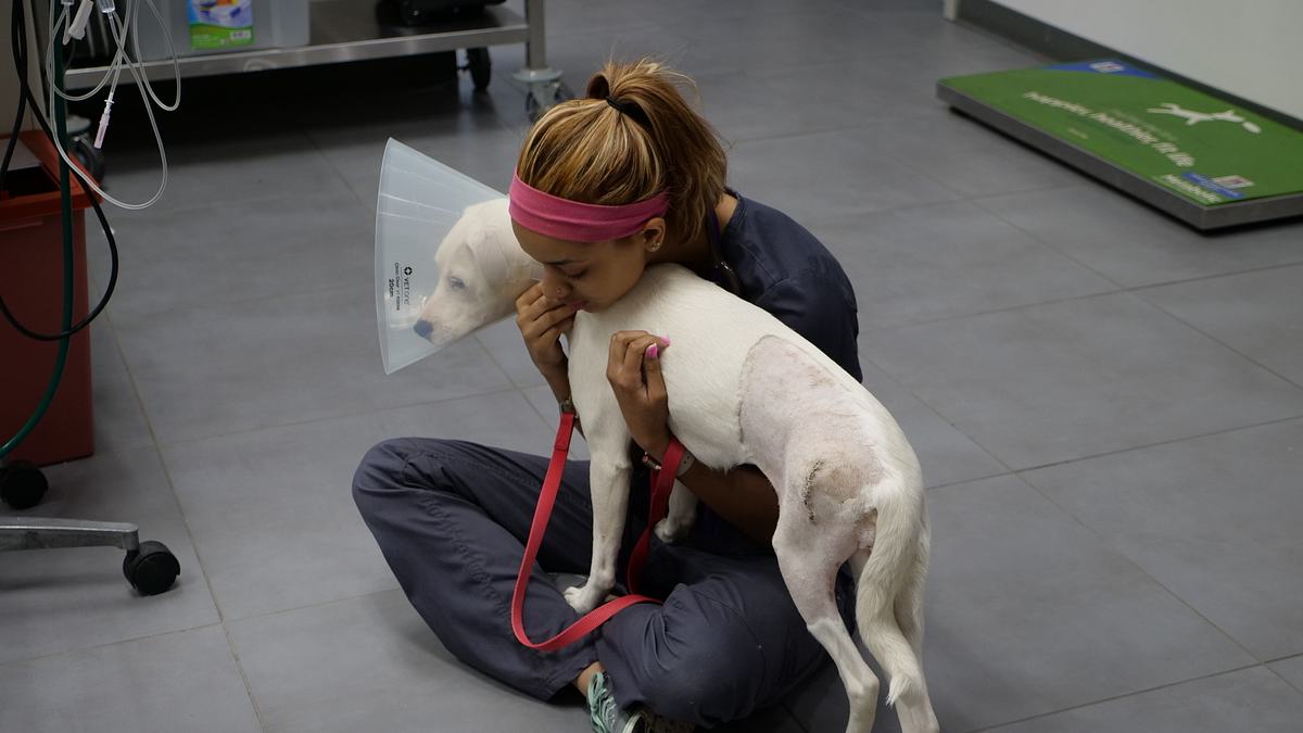 Die Tierärzte von Houston die tierärzte von houston