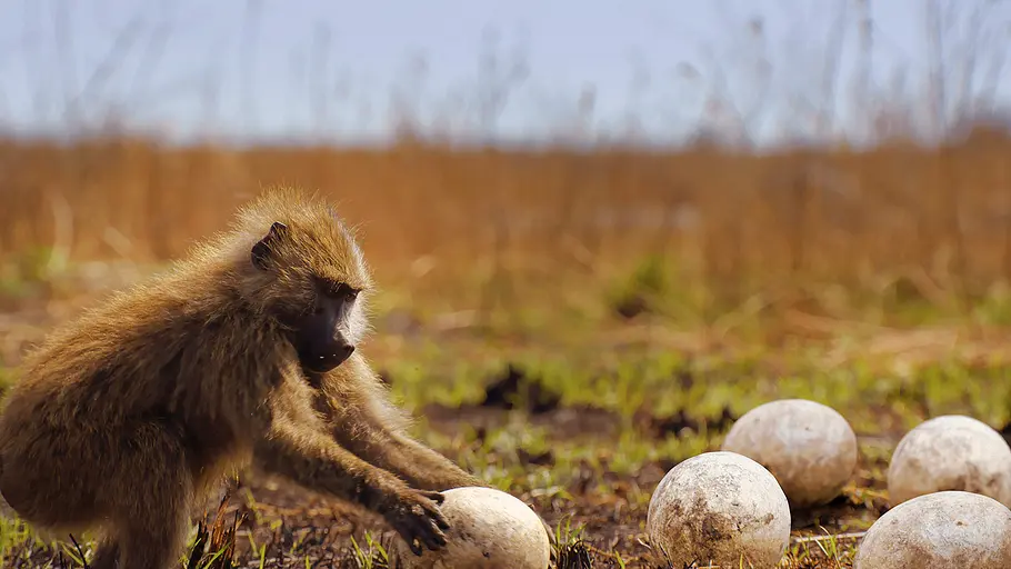Serengeti - Wilde Geschichten aus der Savanne serengeti - wilde geschichten aus der savanne