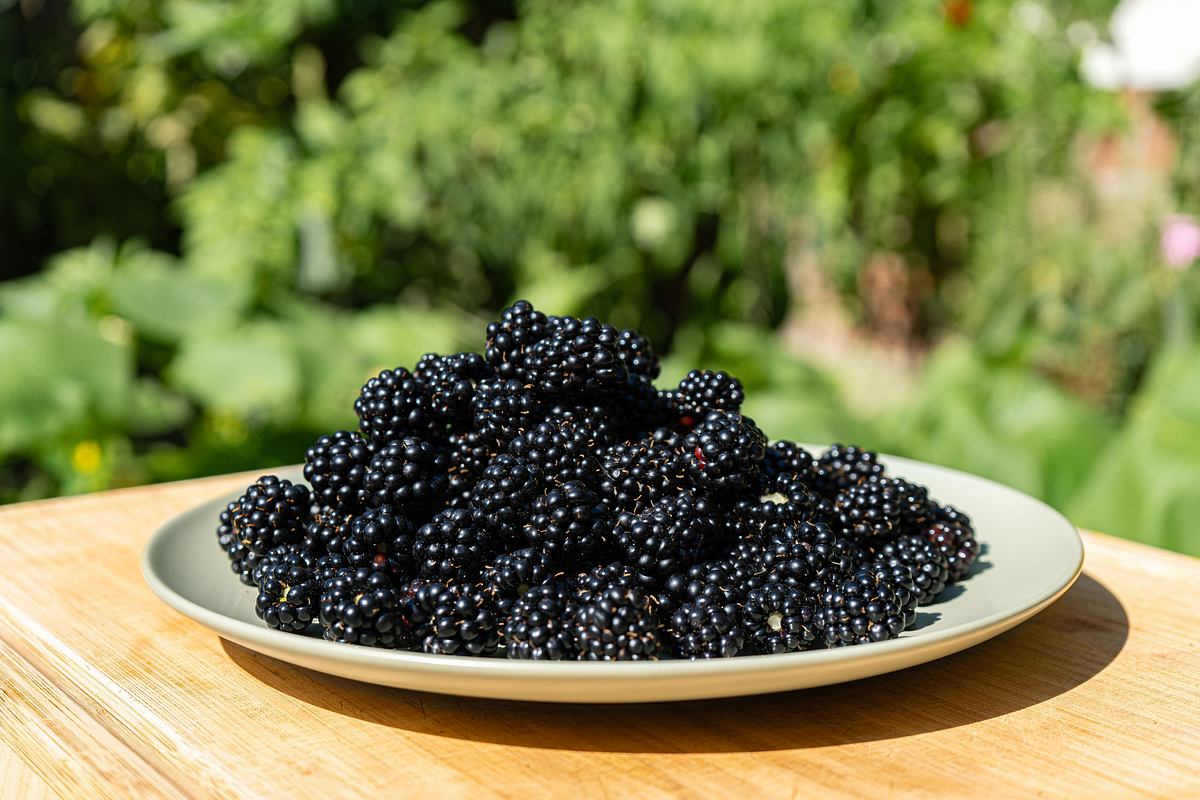 schnittgut. alles aus dem garten