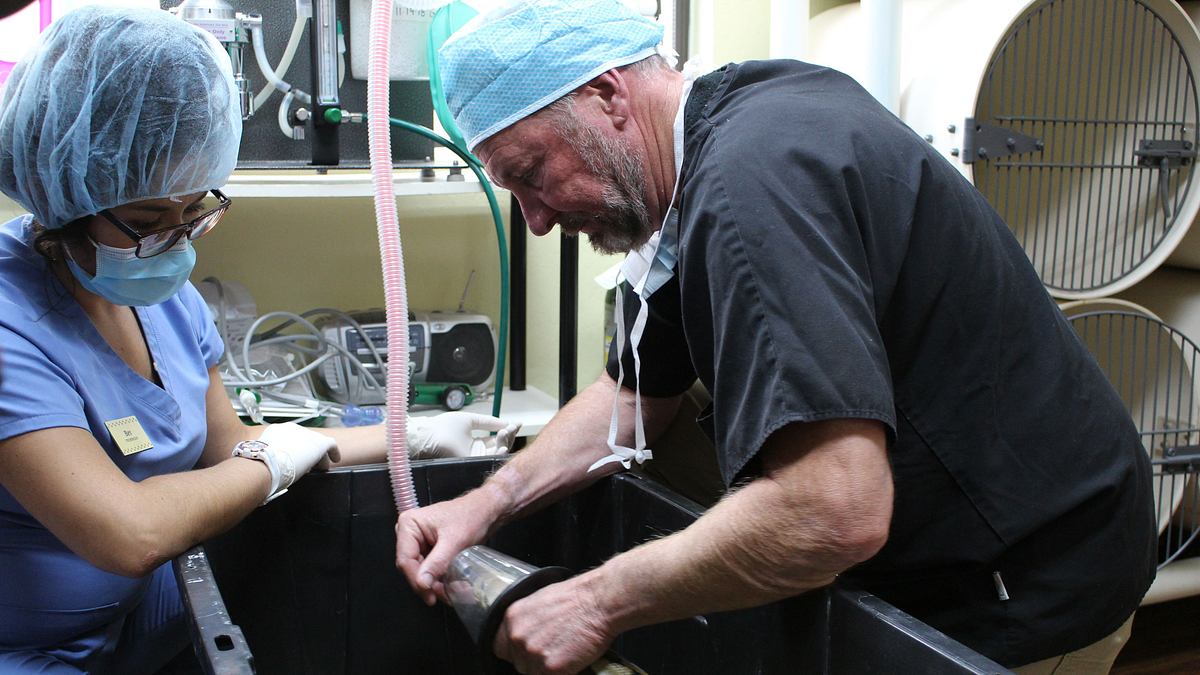 dr. ole: tierarzt im einsatz