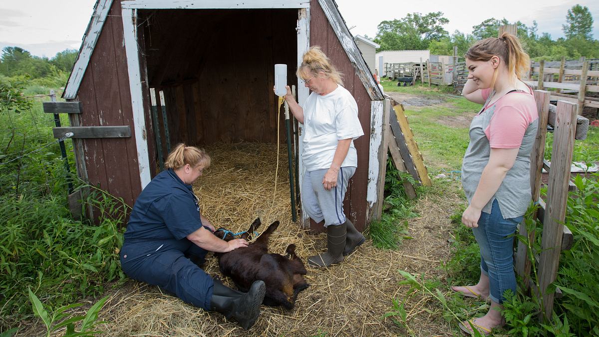 der unglaubliche dr. pol