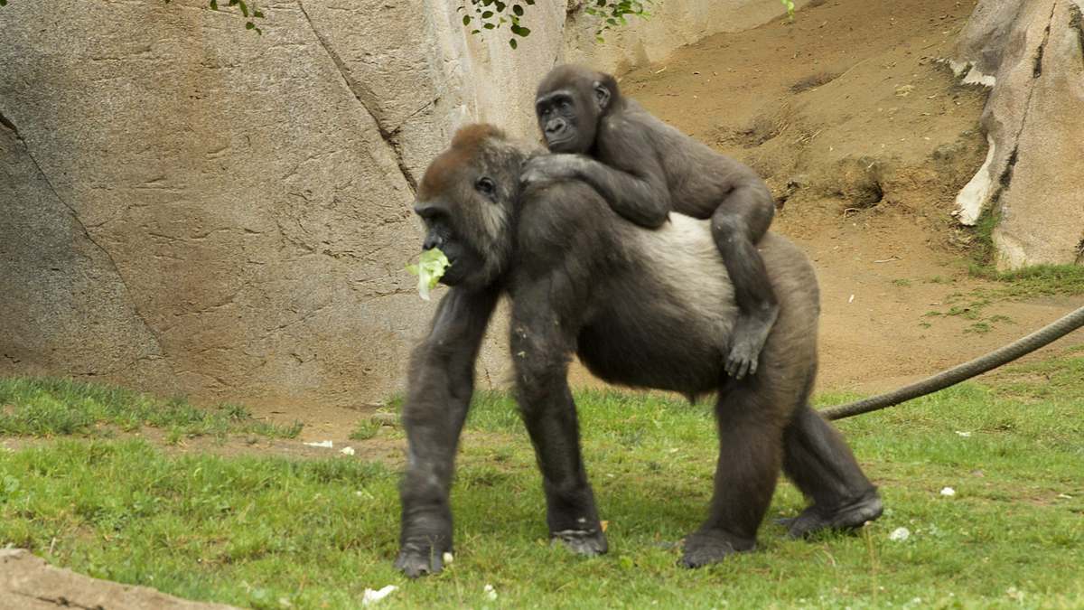 san diego zoo