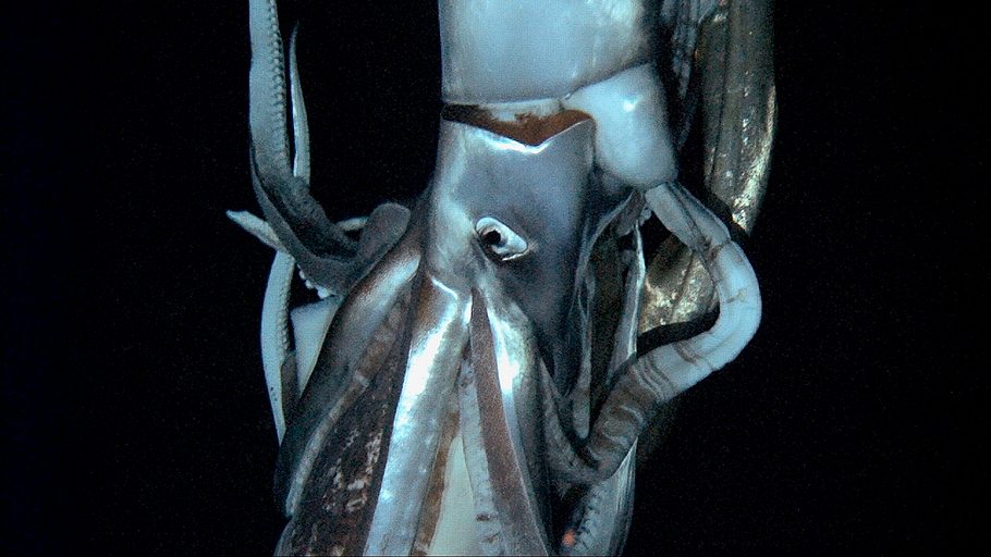 phantome der tiefsee