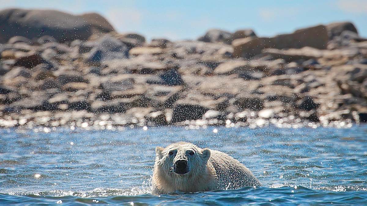 die reise der eisbären