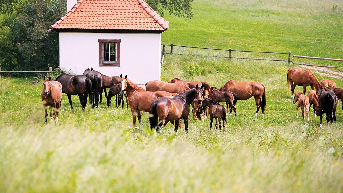 marbach - das gestüt, seine pferde und seine menschen