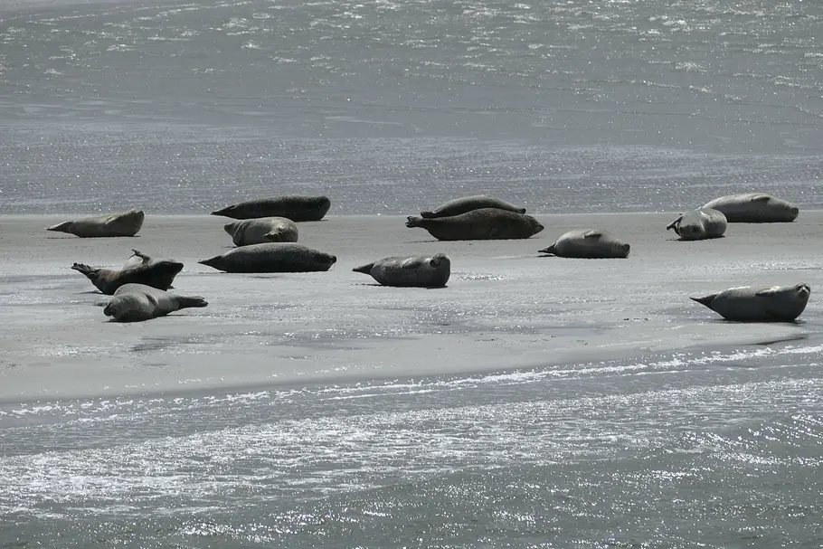 Die Halligen im Wattenmeer die halligen im wattenmeer