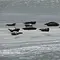 Die Halligen im Wattenmeer Thumbnail