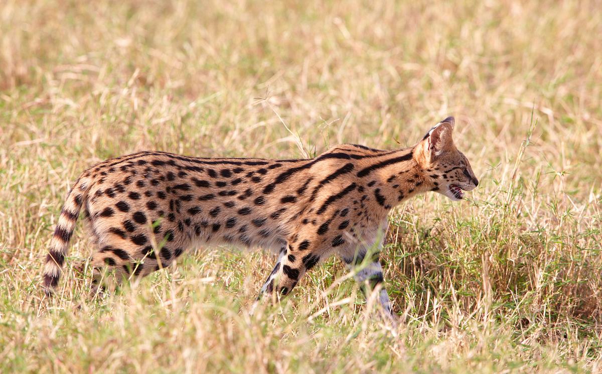 Im Schatten der Großkatzen im schatten der großkatzen