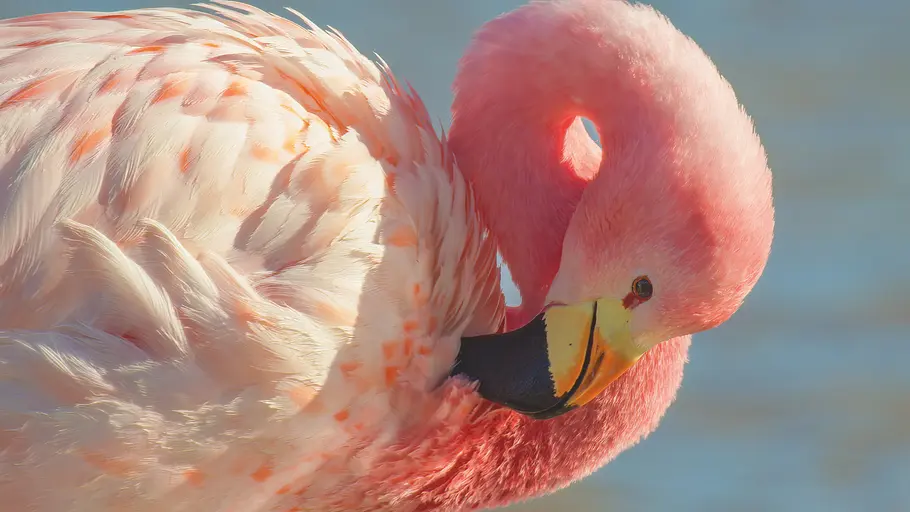 Das Leben in Farbe mit David Attenborough das leben in farbe mit david attenborough