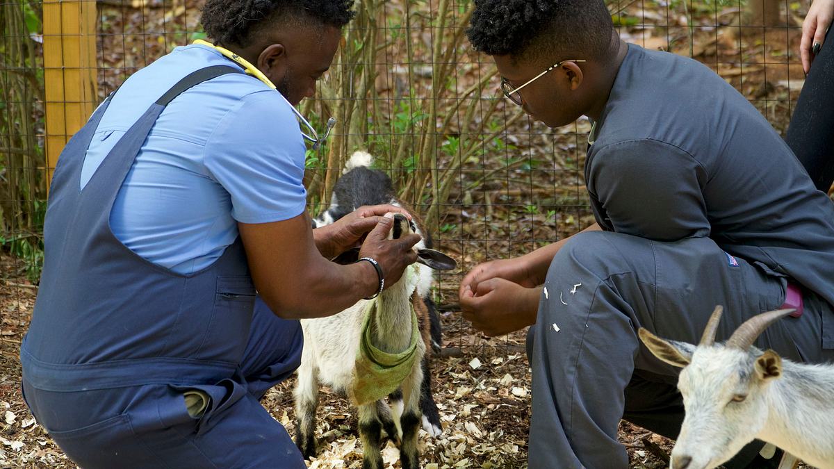 critter fixer: zwei tierärzte für alle felle