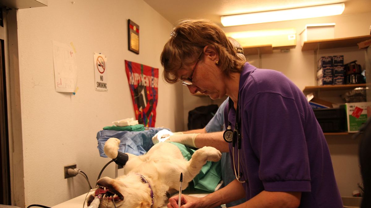 dr. dee: tierärztin in alaska