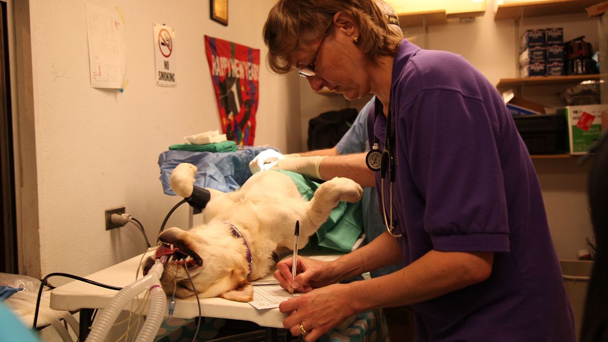 dr. dee: tierärztin in alaska