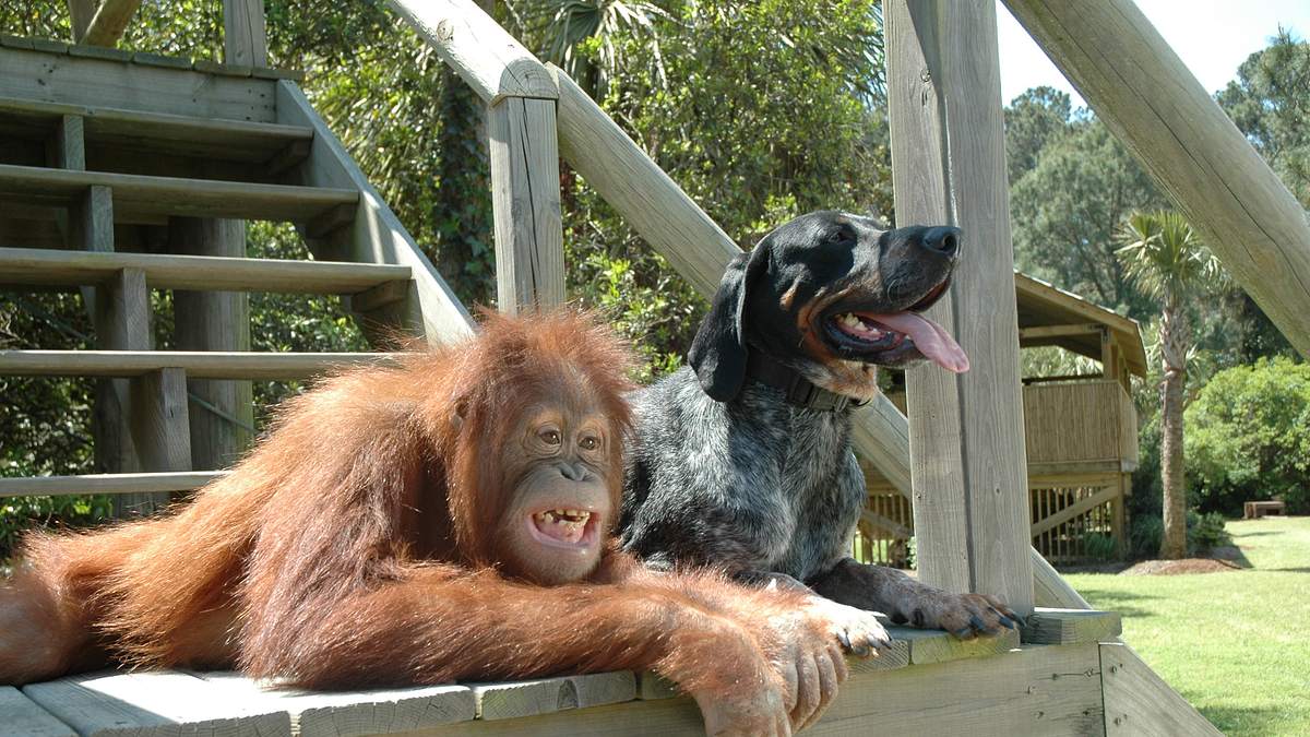 tierische freundschaften