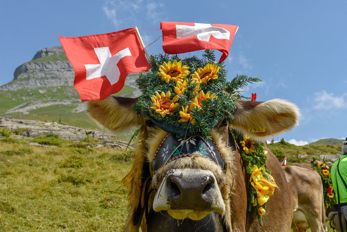 die beste demokratie der welt? - das schweizer modell als idee für deutschland?