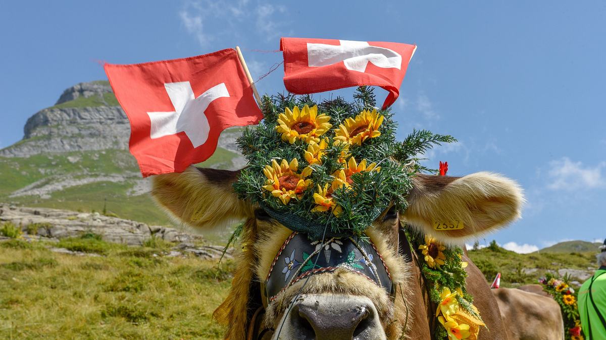 die beste demokratie der welt? - das schweizer modell als idee für deutschland?