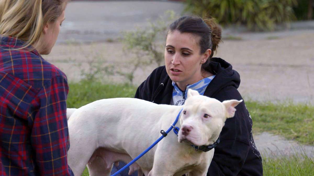 pitbulls auf bewährung