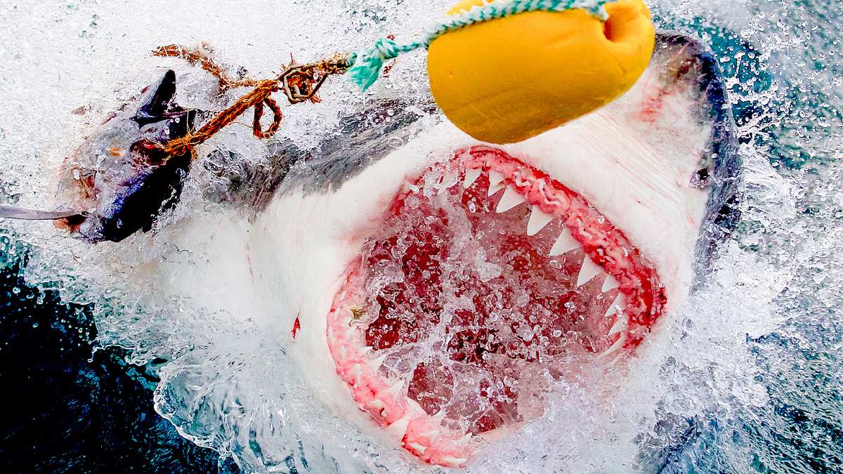 air jaws: haie auf medaillenkurs